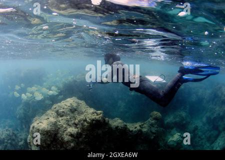 Il ricercatore misura la crescita del corallo e il pesce di indagine in Hanauma Bay, Oahu, Hawaii, USA Foto Stock