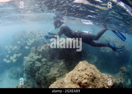 Il ricercatore misura la crescita del corallo e il pesce di indagine in Hanauma Bay, Oahu, Hawaii, USA Foto Stock