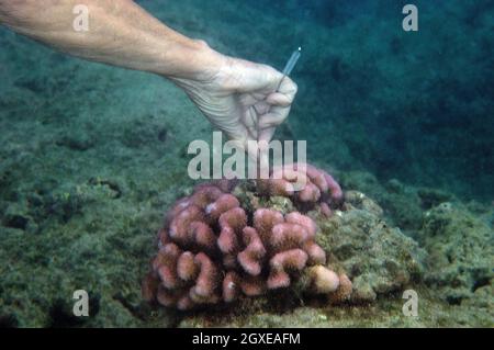 Il ricercatore misura la crescita del corallo e il pesce di indagine in Hanauma Bay, Oahu, Hawaii, USA Foto Stock