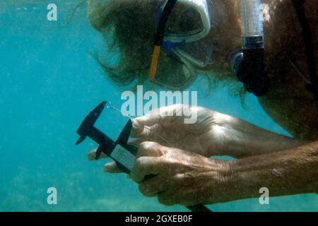 Il ricercatore misura la crescita del corallo e il pesce di indagine in Hanauma Bay, Oahu, Hawaii, USA Foto Stock