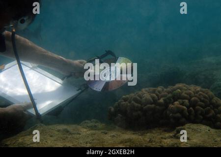Il ricercatore misura la crescita del corallo e il pesce di indagine in Hanauma Bay, Oahu, Hawaii, USA Foto Stock