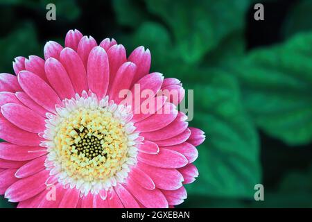 Primo piano di una gerbera rosa nell'angolo in basso a sinistra. Foto Stock