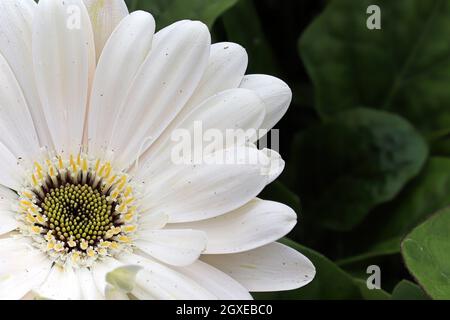 Macro di una gerbera rosa nell'angolo in basso a sinistra. Foto Stock