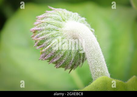 Macro della vista posteriore del gerbera peloso. Foto Stock