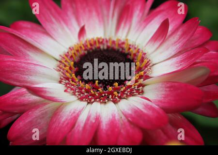 Una Gerbera Daisy rosa e bianca al centro della foto. Foto Stock