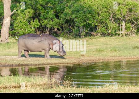 Ippopotamo (Ippopotamo anfibio) che cammina sulla terra. Okavango Delta, Botswana, Africa Foto Stock