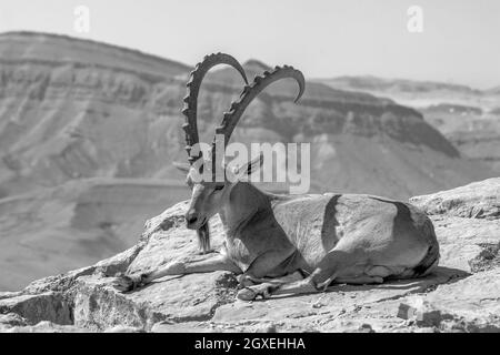 Vista di maschio Nubian Ibex sul bordo di Makhtesh (cratere) Ramon, nel deserto del Negev, Israele meridionale Foto Stock