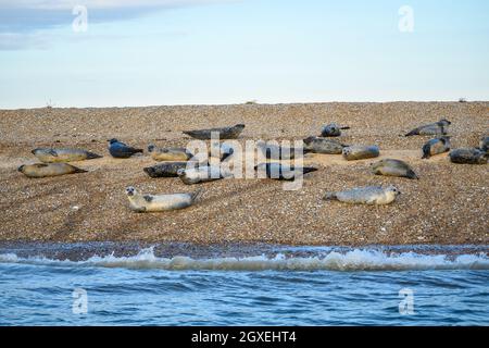 Foche comuni e grigie che si crogiolano nella calda luce del sole della prima sera sulle sabbie ciottolate a Blakeney Point, Norfolk, Inghilterra. Foto Stock