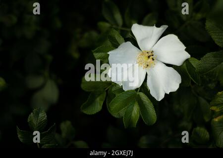 Rosa rugosa bianca in natura, circondata da foglie verdi e sfondo scuro sfocato Foto Stock