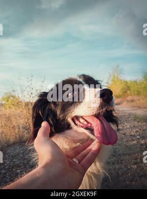 Concetto di amicizia tra cane e uomo. Padrone mano che accarezzava il suo amico cane. Puppy divertente giocoso, bocca aperta che mostra la lingua lunga, sentirsi eccitato come gioca con Foto Stock