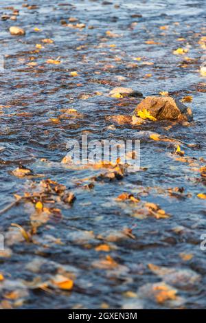 Autunno ruscello con foglie cadute in acqua e sulle rocce orientamento verticale Foto Stock