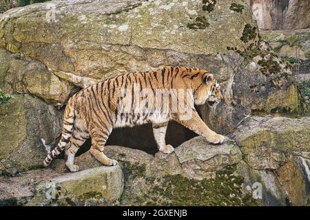 siebirian tiger nello zoo di berlino, questi animali sono in pericolo, un elegante gatto grande, con un grande modello di pelliccia. Foto Stock