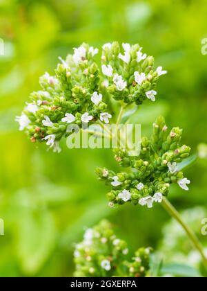 Teste floreali dell'erba culinaria, origano greco, Origanum vulgare subsp. Hirtum, punteggiato di fiori bianchi Foto Stock