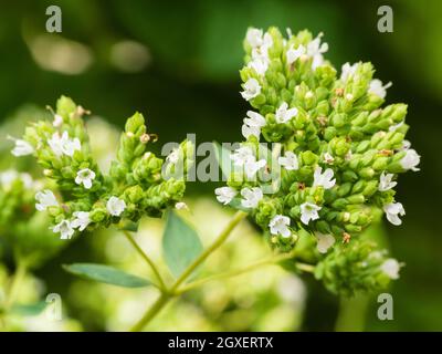 Teste floreali dell'erba culinaria, origano greco, Origanum vulgare subsp. Hirtum, punteggiato di fiori bianchi Foto Stock