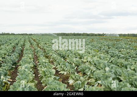 Lunghe file di cavoli verdi che crescono nel campo con cielo nuvoloso sopra Foto Stock
