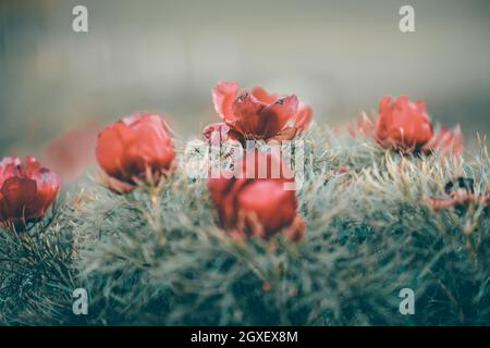 Bellissimo paesaggio con peonie steppe (Paeonia tenuifolia) in Transilvania, Romania Foto Stock