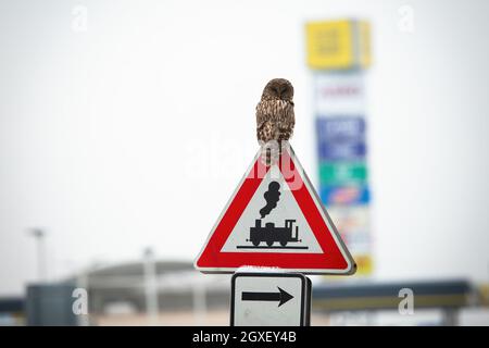 Bella gufo urale, Strix uralensis, arroccato sulla cima del cartello stradale nella zona urbana. Uccello solitario che riposa in città. Rapitore selvatico vicino al Foto Stock