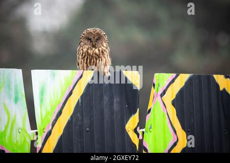 Carino gufo di ural, strix uralensis, con soffice piumaggio poggiato sul muro dei graffiti in città. Animali selvatici osservando la città sotto la pioggia. Gufo tranquillo Foto Stock