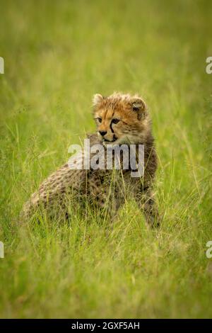 Cheetah cub siede in erba guardando indietro Foto Stock