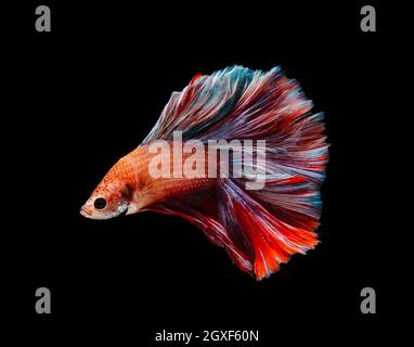 Siamese combattendo il pesce o Betta splendens il pesce, pesci acquario popolare in Thailandia. Arancione con coda colorata di mezza luna betta che combatte fish motion isola Foto Stock