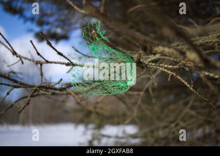 Piccolo sacchetto di plastica verde per il confezionamento al dettaglio dei prodotti catturato in un albero appeso da un ramo contro un cielo azzurro soleggiato in un concetto di inquinamento Foto Stock