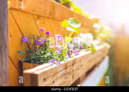 Fiori primaverili su box di fiori in legno, palette euro Foto Stock