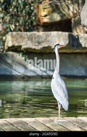 airone grigio sull'acqua, agguantato per preda. cacciatore elegante che si può trovare quasi ovunque nel mondo. Foto Stock