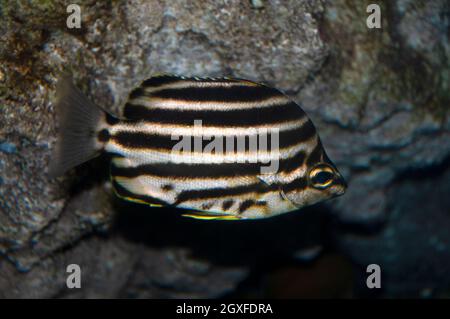 Stripey, Microcanthus strigatus, Captive, Enoshima Aquarium, Enoshima, Giappone Foto Stock