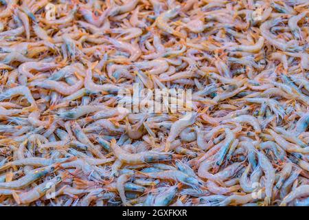 Gamberetti in vendita nel tradizionale mercato centrale della città di atene, grecia Foto Stock