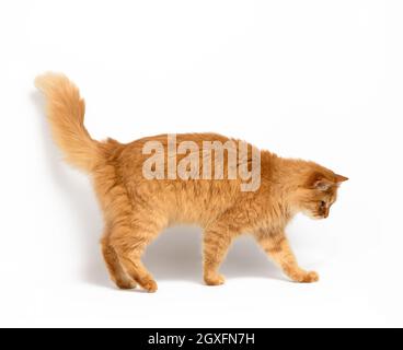 gatto rosso adulto si leva su uno sfondo bianco, animale lateralmente Foto Stock
