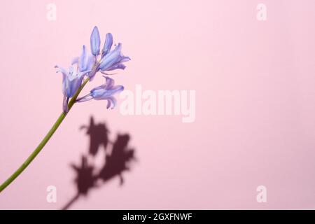 Bellflower comune, Bluebell Hyacinthoides, un fiore blu strappato con un'ombra dura su uno sfondo rosa Foto Stock