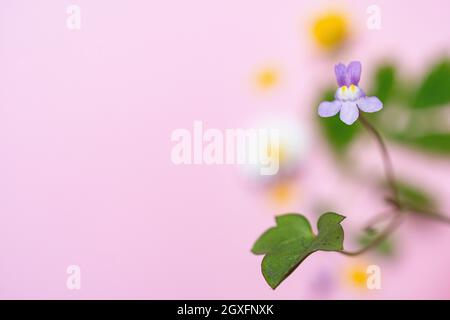 Kenilworth Ivy, Cymbalaria muralis. Con immagine su sfondo rosa Foto Stock