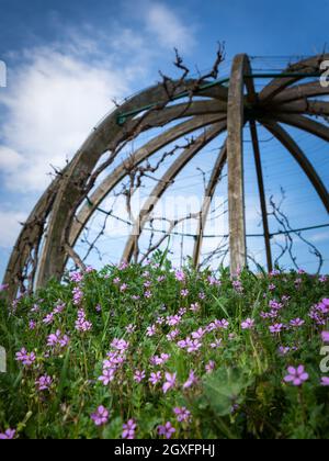 Cupola per la vinificazione a Oggau in Burgenland in primavera Foto Stock