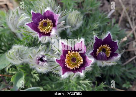 Küchenschelle (Pulsatilla vulgaris), blühende Pflanze im Frühjahr Foto Stock