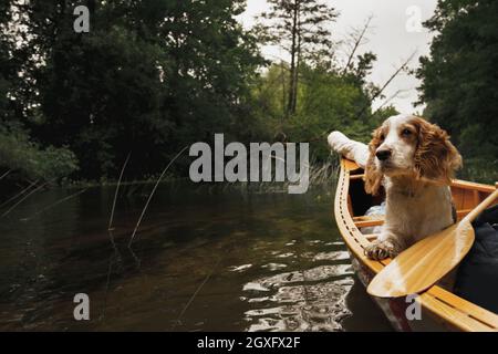 Ritratto di un cane di spaniello in canoa sul fiume Foto Stock