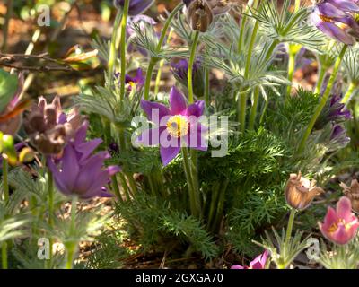 Fiore di pasque viola, Pulsatilla vulgaris, in un giardino di primavera misto Foto Stock