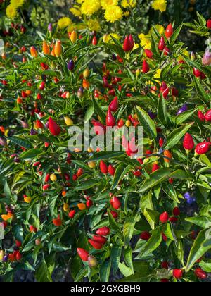 Peperoncino misto colorato sull'albero Foto Stock