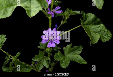 Malva sylvestris è una specie del genere Malva, conosciuta come la maggese comune, i formaggi, la maggese alta e la maggese alta, backgorund nero Foto Stock