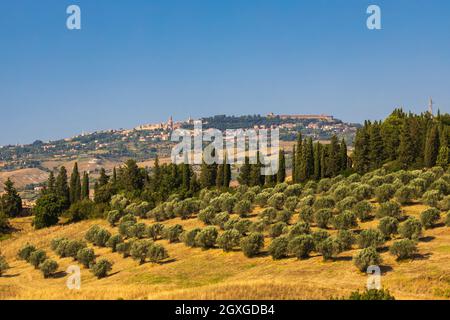 Oliveto e Volterra in Toscana Foto Stock