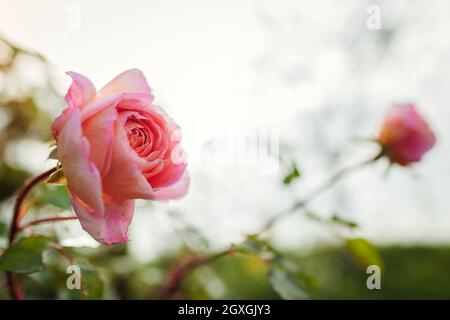 Rosa peachy rosa Abraham Darby fioritura nel giardino estivo. Inglese Austin selezione rose fiori. Boccioli che si aprono Foto Stock