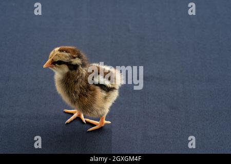 Baby Mini Wyandotte pulcino su coperchio del tavolo in tessuto blu. Foto Stock