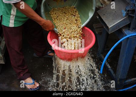 processo di filtrazione dei chicchi di caffè con acqua. filtrare i chicchi di caffè adatti al processo successivo. industria tradizionale della preparazione del caffè Foto Stock