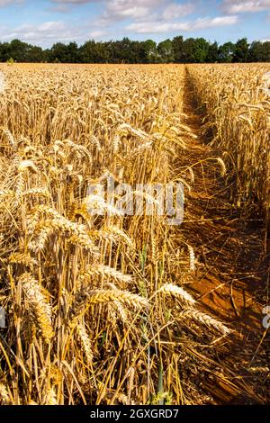 Regno Unito, Inghilterra, Oxfordshire, Banbury, Wroxton, agricoltura, percorso attraverso campo di grano maturo Foto Stock