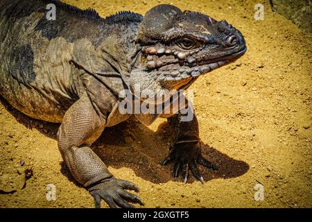 Cammina sul drago Komodo della giungla (Singapore). Luogo di tiro: Singapore Foto Stock