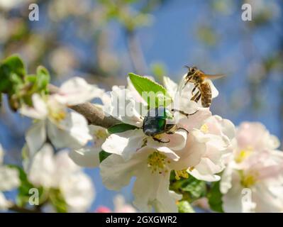 Chafer con ape di miele su fiori bianchi di fiori di melo. Macro foto di Cetonia aurata. Giardino fiorito di primavera. Foto Stock