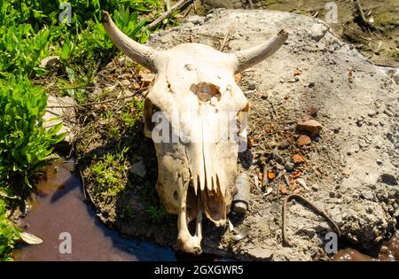 Un cranio di mucca con corna e una testa forata giace su un pezzo di olio in una pozza di acqua sporca con erba verde. Foto Stock