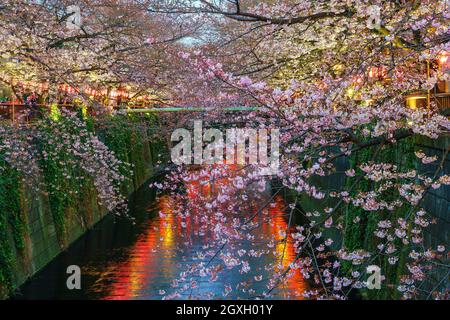 Fiore di ciliegio al canale Meguro al crepuscolo a Tokyo, Giappone Foto Stock