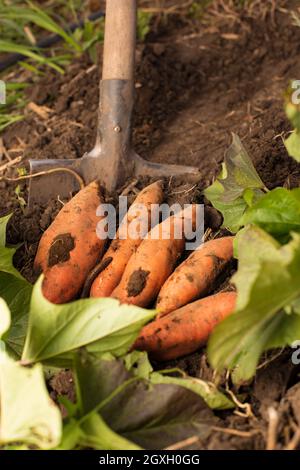 Scavando manualy dolce della patata con la pala. Raccolta su agricoltura biologica di patate dolci all'arancia. Foto Stock