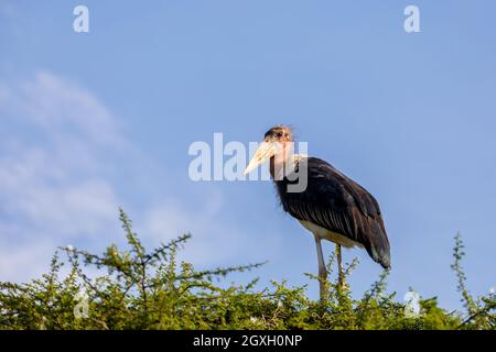 Leptoptilos, molto grandi cicogne tropicali conosciuta come Marabou Stork sulla cima dell'albero. Arba Minch, Etiopia Africa fauna selvatica Foto Stock