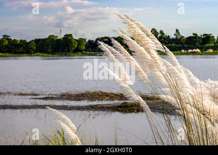 Saccharum spontaneum o erba di kans vicino al fiume in un villaggio rurale Foto Stock